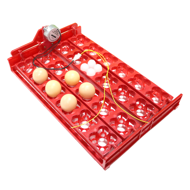 24 Eggs/96 Quail Eggs Hatching - Hunting Quail ulasan dan harga