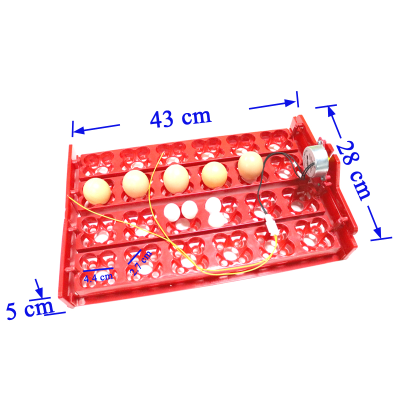 24 Eggs/96 Quail Eggs Hatching - Hunting Quail ulasan dan harga