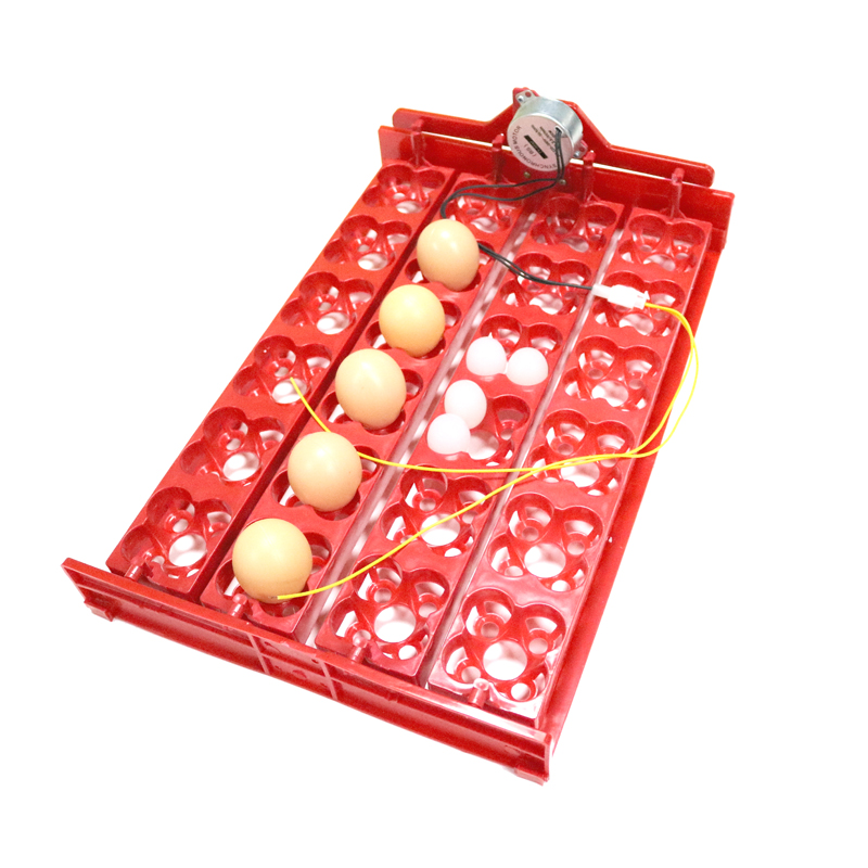 24 Eggs/96 Quail Eggs Hatching - Hunting Quail ulasan dan harga