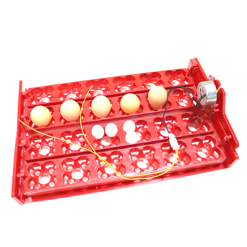 24 Eggs/96 Quail Eggs Hatching - Hunting Quail ulasan dan harga